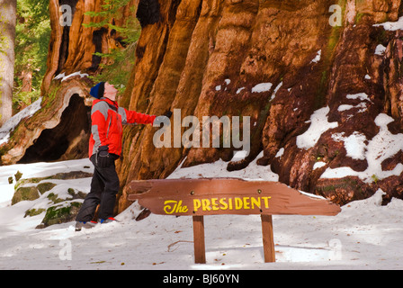 Esquiador de travesía al Presidente Secoya gigante, Giant Forest, Sequoia National Park, California Foto de stock
