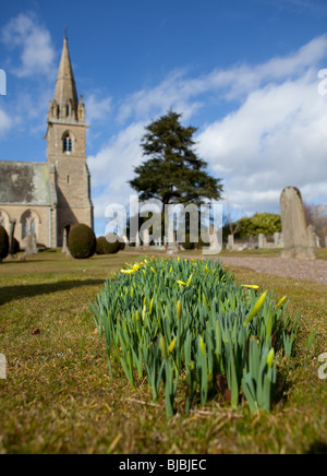 Narcisos crecen en una iglesia rural en Gavinton, Scottish Borders Foto de stock