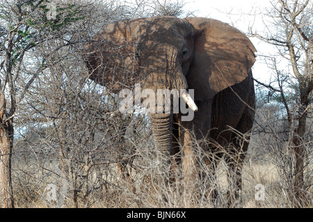 Los elefantes africanos, (macho), en el Tsavo West National Park, Kenia, África Oriental. Foto de stock