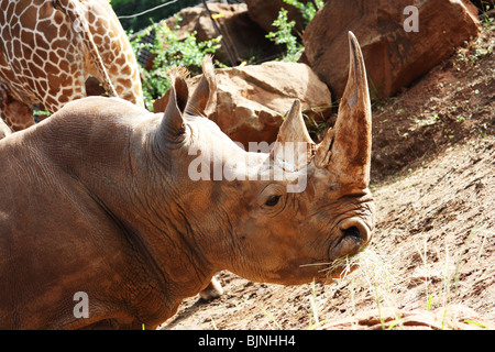 Cerrar vista lateral del rinoceronte blanco BDB HORIZONTAL
