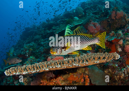 Bandas diagonales, sweetlips Plectorhinchus lineatus, en la actual ciudad de arrecifes de coral, el Parque Nacional de Komodo (Indonesia) Foto de stock