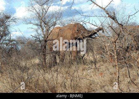Los forrajes Elefante africano de alimentos durante la estación seca en el Tsavo West National Park, Kenia, África Oriental. Foto de stock