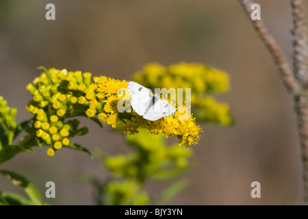 Accidentada White Butterfly (Pontia protodice) Foto de stock