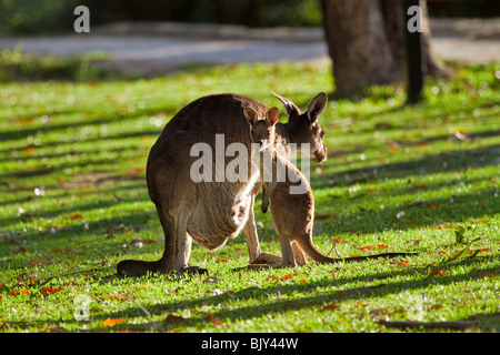 El canguro gris occidental (Macropus fuliginosus) hembra con Joey en luz del atardecer Foto de stock
