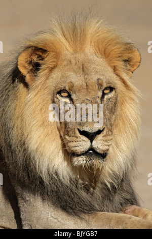 Retrato de un gran macho león africano (Panthera leo), el Parque Transfronterizo Kgalagadi, Sudáfrica Foto de stock