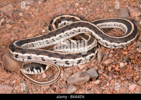 Black-necked Garter Snake, Thamnophis cyrtopsis, nativo de oeste de los Estados Unidos y México Foto de stock