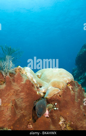 Filo-amarillo Moray, Gymnothorax flavimarginatus, sobre arrecifes de coral, de Castle Rock, GILI LAWA, el Parque Nacional de Komodo (Indonesia) Foto de stock
