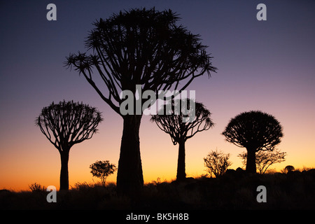 Temblar los árboles (Aloe dichotoma), carcaj bosque árbol silueta, Keetmanshoop, Namibia, África Foto de stock