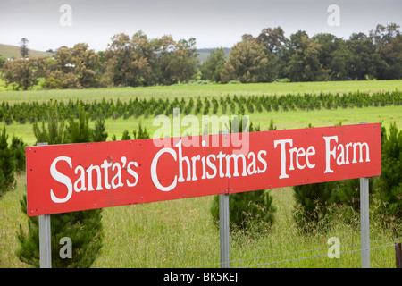 Santas Christmas Tree Farm debajo de la Macquarie Pass National Park en Nueva Gales del Sur, Australia Foto de stock