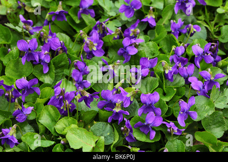 Flores violetas Viola odorata cerrar Foto de stock