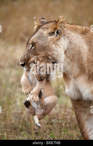 León (Panthera leo) llevando un cachorro
