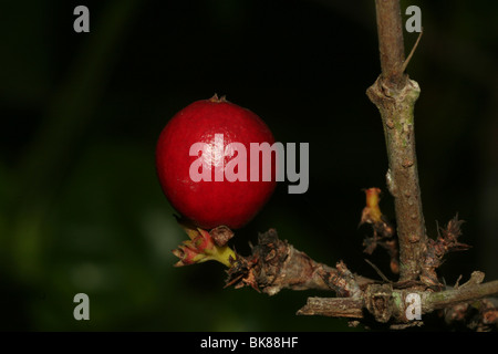 Fruto de Ixora coccinea Fotografía de stock - Alamy