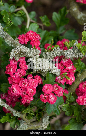 Líquenes incrustantes ornamentales crecen en Hawthorn, Crataegus monogyna, Rosa sacacorchos Foto de stock