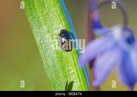 Lady-bug Exochomus Pino qadripustulatus mariquita insectos Suecia