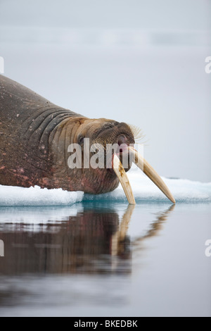 morsa (Odobenus rosmarus) in Rordaustlandet.