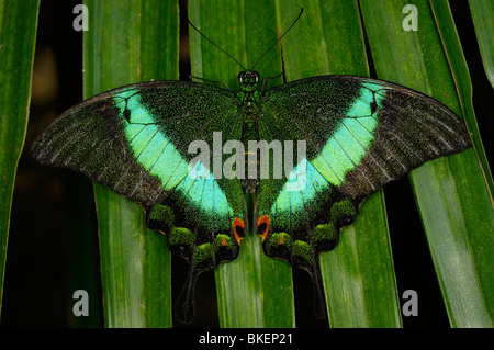 Cerca de una especie de pavo real con bandas verdes palinurus Papilio mariposa sobre una hoja de palma Foto de stock