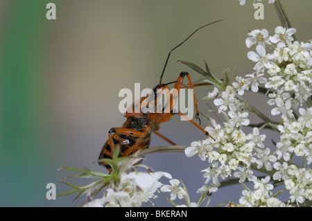 Rojo insecto asesino en umbela en Provence, Francia Foto de stock