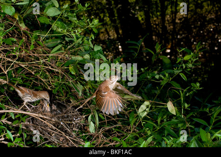 Una familia de Brown thrashers (Toxostoma rufum). Foto de stock