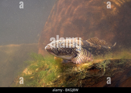 Foto de un bighead goby sobre el mirador sobre una roca en la parte inferior Foto de stock