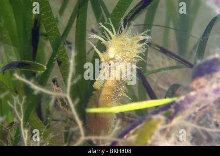 Espinosa, embarazada de caballitos de mar, Hippocampus guttulatus masculinos. Refugio entre eelgrass, Zostera marina. Studland bay Dorset, junio.