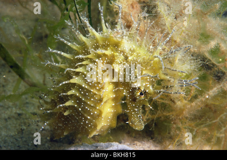Espinosas de caballito de mar, Hippocampus guttulatus.hembra. Studland bay Dorset, Junio. Entre eelgrass, Zostera marina.