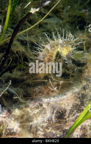 Espinosa, caballitos de mar, Hippocampus guttulatus femeninos. Entre eelgrass , zostera marina. Studland bay Dorset. de junio.
