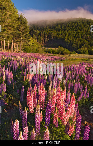 La floración de los altramuces hacer una colorida exhibición en el país Mackenzie, Canterbury, Nueva Zelandia. Estos se encuentran en el Lago Tekapo.