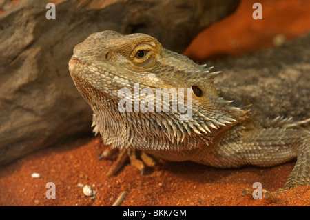 Central de dragón barbudo, Inland dragón barbudo (Pogona vitticeps), retrato. Foto de stock