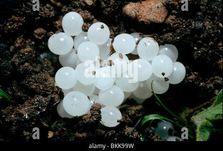 Jardín común, o caracol (Helix aspersa: Helicidae) huevos UK Foto de stock