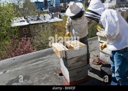 Apicultores urbanos de inspeccionar sus abejas, en un tejado de Brooklyn, Nueva York, EE.UU. Foto de stock