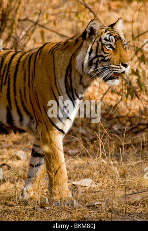 Alerta tigre de Bengala macho, Panthera tigris, se detiene a escuchar Ranthambore, NP, India Foto de stock