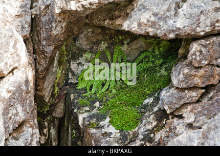 Maidenhair Maidenhair (Asplenium trichomanes) en el pavimento de piedra caliza en Malham Cove, en los valles de Yorkshire, Reino Unido Foto de stock