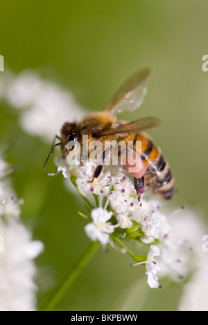 Trabajador de abejas (Apis mellifera) en Hemlock (Oenanthe crocata dropwort agua) con canasta de polen visibles en la pierna, Sussex, Reino Unido.