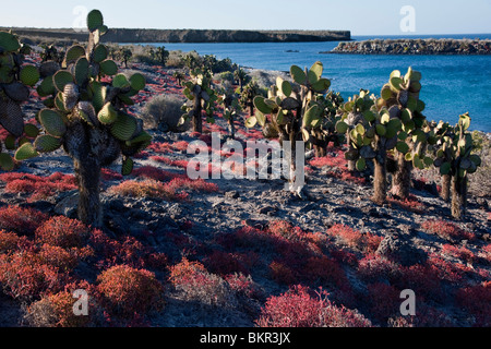 Las Islas Galápagos, enormes árboles y cactus sesuvium rojo de lo contrario crecen en la árida isla de Plaza Sur. Foto de stock