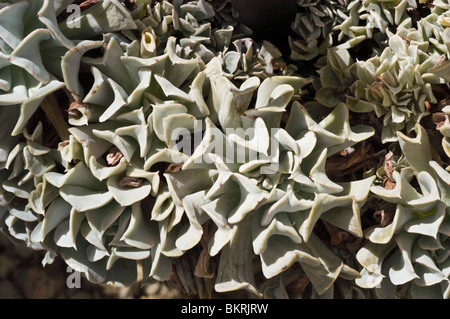 Topsy Turvy, Echeveria runyonii, Crasullaceae, México, plantas suculentas Foto de stock