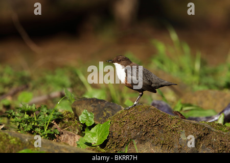 El penetrador, white-throated (Cinclus cinclus) de pie sobre mossy boulder Foto de stock