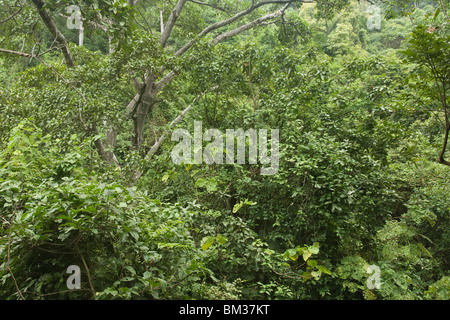El bosque tropical seco, Guayaquil, Ecuador Foto de stock