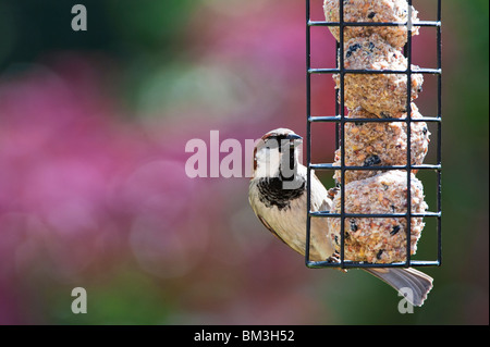 Passer domesticus. Gorrión macho alimentándose en un alimentador de bolas de sebo Passer domesticus. Gorrión macho alimentándose en un alimentador de bolas de sebo