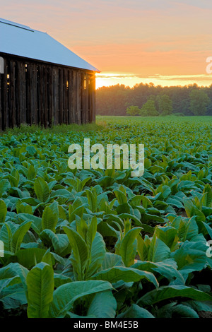 El sol se levanta sobre un campo de tabaco en Hadley, Massachusetts, Foto de stock