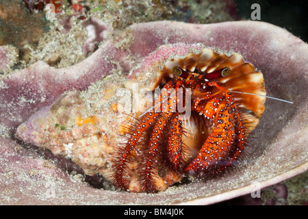 Rojo, cangrejo ermitaño Dardanus megistos, Raja Ampat, Papua Occidental, Indonesia Foto de stock