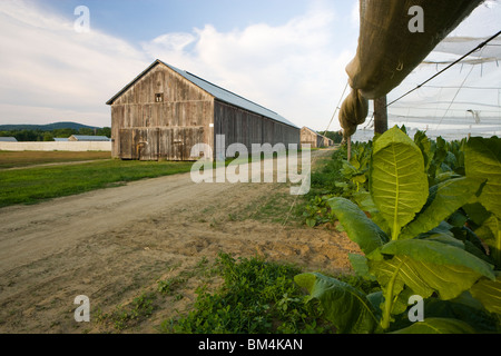Un granero de tabaco junto a un campo de tabaco cultivado de sombra en Hadley, Massachusetts. Foto de stock