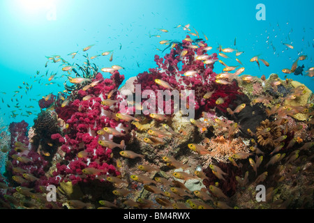 Escoba de pigmeos y rojo corales blandos, Parapriacanthus ransonneti, Dendronephthya sp., Raja Ampat, Papua Occidental, Indonesia Foto de stock