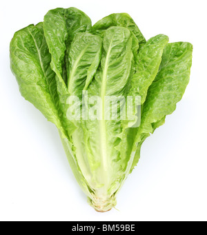 Lechuga sobre un fondo blanco.