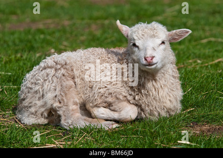 Cordero, oveja doméstica, Ovis aries
