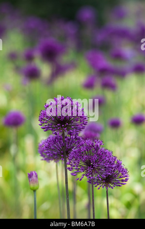 Allium hollandicum sensación de "púrpura". Cebolla flores ornamentales