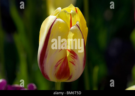 Mezcla de color Tulip. 'Blend' francesa. Jardín Botánico de Chicago Foto de stock