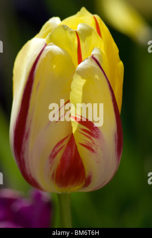 Mezcla de color Tulip. 'Blend' francesa. Jardín Botánico de Chicago Foto de stock