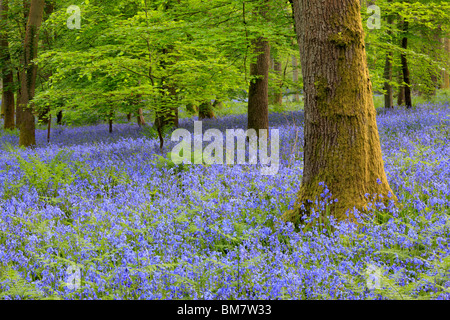 Alfombra clásica de inglés las campánulas azules en el camino entre Soudley y Blakeney en el Bosque de Dean, Gloucestershire, Reino Unido