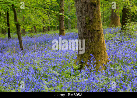 Alfombra clásica de inglés las campánulas azules en el camino entre Soudley y Blakeney en el Bosque de Dean, Gloucestershire, Reino Unido