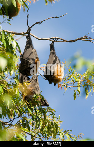 El Zorro Volador de cabeza gris, Pteropus poliocephalus Botanical Gardens Sydney Australia Foto de stock